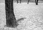 06 Deadvlei Baked Mud and Trees.jpg